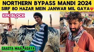 Northern Bypass Mandi 2024  Sirf 80 Hazar Mein Janwar  KPL BLOCK  Cow Mandi 2024 Update [upl. by Yentrok]