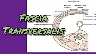 Fascia transversalis [upl. by Kappenne]