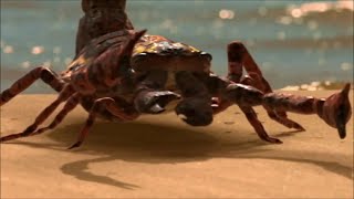 Brontoscorpio Largest Scorpion of all time [upl. by Lrat]