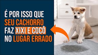 PORQUE SEU CACHORRO FAZ XIXI NO LUGAR ERRADO [upl. by Luhar757]