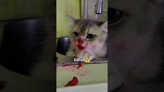 Cat eats its owner while dogs DONT🤬😰 shorts [upl. by Henrique]