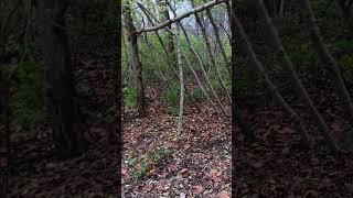 Building a shelter in the woods outdoors woodworking bushcraft nature fishing gear [upl. by Yecac]