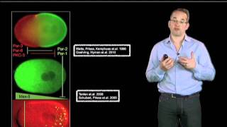 Anthony Hyman Max Planck Institute Part 4 Formation of P granules [upl. by Mark]