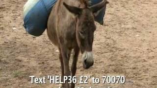 WVS Donkey Appeal [upl. by Assirroc]