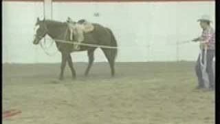 Ground Handling Horse Lunging Techniques eXtension [upl. by Esinert]