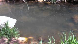 TONTO CREEK TROUT FISHING WITH ALMAL [upl. by Arikihs]