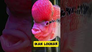 NAMA NAMA IKAN animals ikan hewan ikanhias binatang fauna shorts shortvideo animalshorts [upl. by Akcinahs]