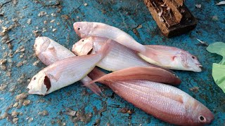 Sankara Fish Cutting Cleaning  Red Snapper fishcuttingvideo fishcuttingskills fishcleaning [upl. by Innig645]