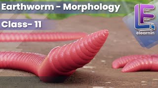 Morphology of an Earthworm  Structural Organization of Animals  CBSE Class 11 Biology by Elearnin [upl. by Anwahs]