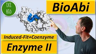 Enzyme 2  Induced Fit Modell und Coenzyme  Anwendungsaufgaben zu Analysieren  Bewerten im BioAbi [upl. by Nallid]