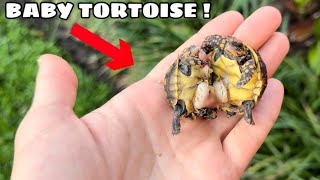 Baby Tortoises Born Stuck Together [upl. by Loretta]