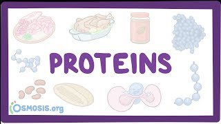 Proteins [upl. by Bubb]