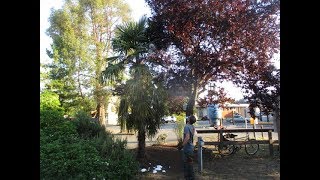 How to Spray a Big Bald Faced Hornet Nest in a Palm tree [upl. by Windy272]