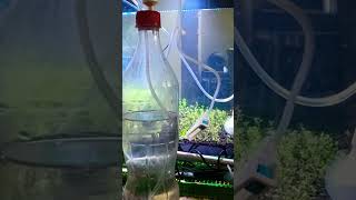 Realising CO2 from my newly DIY CO2 tank shorts ytshorts shortsvideo [upl. by Yila]