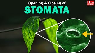 Stomata  Opening and Closing of Stomata  Class 10  Biology  ICSE Board  Home Revise [upl. by Eednam648]