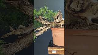 True Bonsai Technique bonsai bonsaitechniques [upl. by Maura]