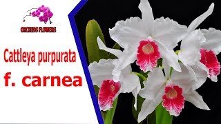 Orchids Flowers  Cattleya purpurata f carnea  hoa lan [upl. by Odnala404]