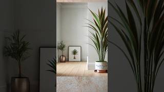 🪴 Tips on Dracena Marginata plant DracaenaMarginata DragonTree IndoorPlants [upl. by Ulyram]