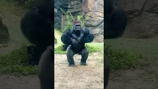 😱 Giant Gorilla  Sprint or Marathon gorilla shorts animals trending [upl. by Suoivatnom]