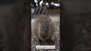 Quokka sound facts and videos [upl. by Halle]