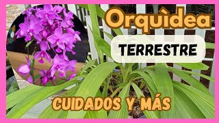 Hermosa orquídea spathoglottis plicatade muy fácil cultivoideal para ti [upl. by Aissej]