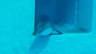 A swiming Hawaiian monk seal [upl. by Stafford]