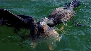 Fishing With Birds In China  Cormorant fishing [upl. by Karr]