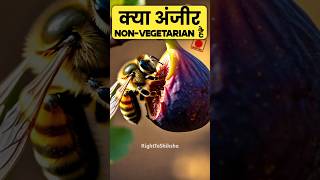 लोग अंजीर को nonvegetarian क्यों बोल रहे हैं By Right to Shiksha [upl. by Sutton958]