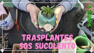 SOS suculento💗🪴🦋Trasplantes [upl. by Anilorac709]