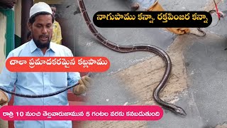 Indian commonkrait venomous snake Rescue Gonegandla Village contact number 9966333589 [upl. by Yasnil812]