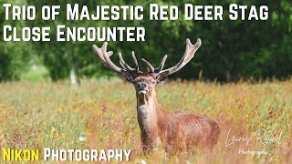 Summer UK Wildlife Photography  Red Deer Stags  Nikon Z6ii [upl. by Collette641]