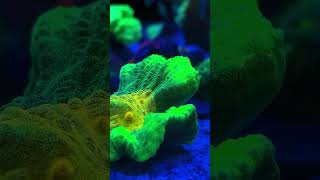 Gorgeous Corals And Gorgeous Ecosystems [upl. by Iyre]