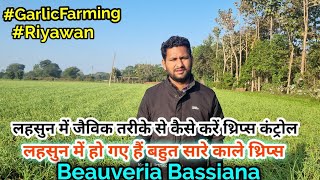 जैविक तरीके से कैसे करें थ्रिप्स कंट्रोल  Organic Insecticide  beauveria bassiana  Thrips [upl. by Rolo]