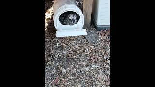 Silkie Rooster showing hens where to lay [upl. by Aleece]