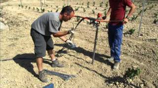 Instalación de la Viña en Espaldera  Bodegas Urbina [upl. by Ledoux]