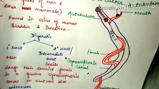 biologymentors1980 Schistosoma Phylumplatyhelminthese SchistosomalifecycleSchistosomiasisNEET [upl. by Sukul]