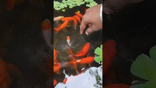 Bottal k andr se machliya nikal di aquarium petfish petsvlog aquascape pets goldfish [upl. by Leunamesoj]