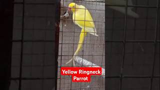 Yellow Ringneck Parrot yellowringneck parrot shorts viralvideo sarfaraztaimoor [upl. by Barnebas]