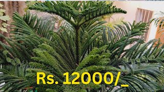 Arrow Carrier TreeARAUCARIA Plant Tree Available  CHRISTMAS TREE  12000 For Sell 03132456402 [upl. by Zoeller]