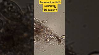 Paramecium collecting food under microscope l stagnant water l algae [upl. by Saoj]