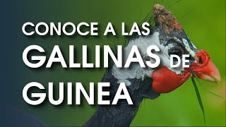 Gallina de guinea 🐔 Características temperamento  historia y más [upl. by Merril]