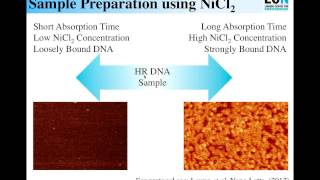 AFM  PeakForce Tapping Enabling High Resolution Imaging of The DNA Double Helix  Bruker [upl. by Haig337]