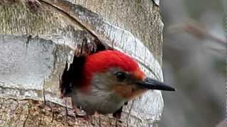 Redbellied Woodpecker calling mate [upl. by Nylzor509]