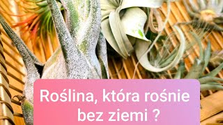 Rośnie bez ziemi i nie wymaga podlewania  Air plants w domu Tillandsia jak o nią zadbać [upl. by Beekman825]