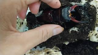 Fresh Breeding Eclosion Stag Beetle Odontolabis dalmanni intermedia from Philippines [upl. by Eirrol]