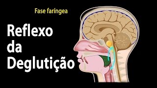 Deglutição Fases e Visão Geral do Controle Neural Animação Alila Medical Media Português [upl. by Euqinmod]