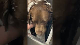 He got a bath today Their tubs are the only one he fits in dog funnyvideo [upl. by Darmit]