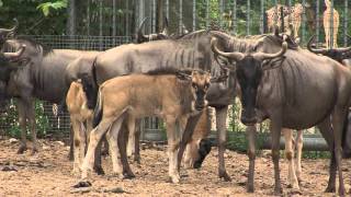 Geboortegolf bij de Safari  Burgers Zoo Natuurlijk  Arnhem [upl. by Dyane]