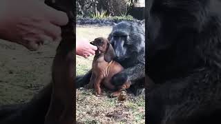 Baboon Meets a puppy 🤔 animals wildlife baboon babon puppy [upl. by Eduam]