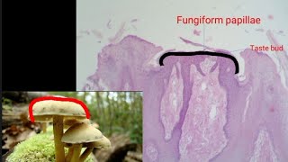 Fungiform papillae  practical Histology [upl. by Anoerb]